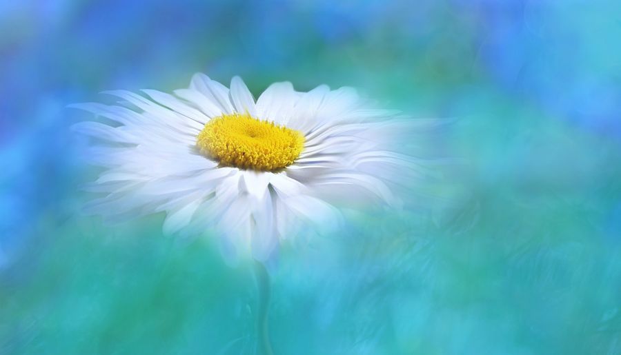 Medicinal Plants - DAISY